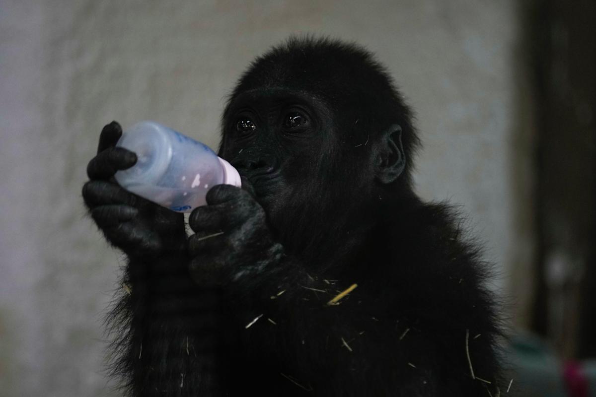 A young gorilla rescued from aircraft hold recovers at Istanbul zoo A young gorilla rescued from aircraft hold recovers at Istanbul zoo