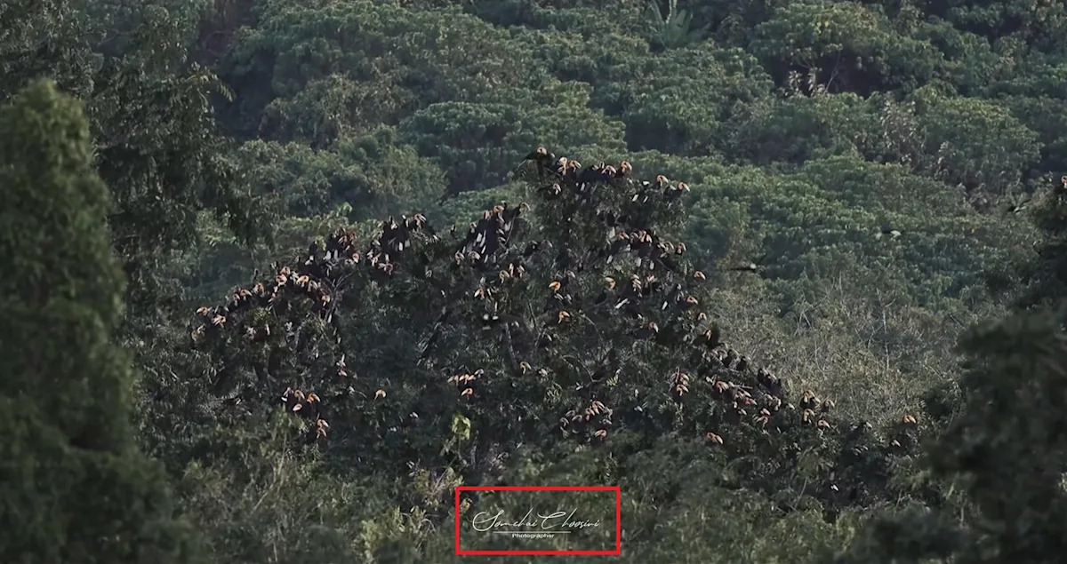 Video shows hornbills in southern Thailand, not ‘vultures feeding on soldiers’ bodies’ Video shows hornbills in southern Thailand, not ‘vultures feeding on soldiers’ bodies’