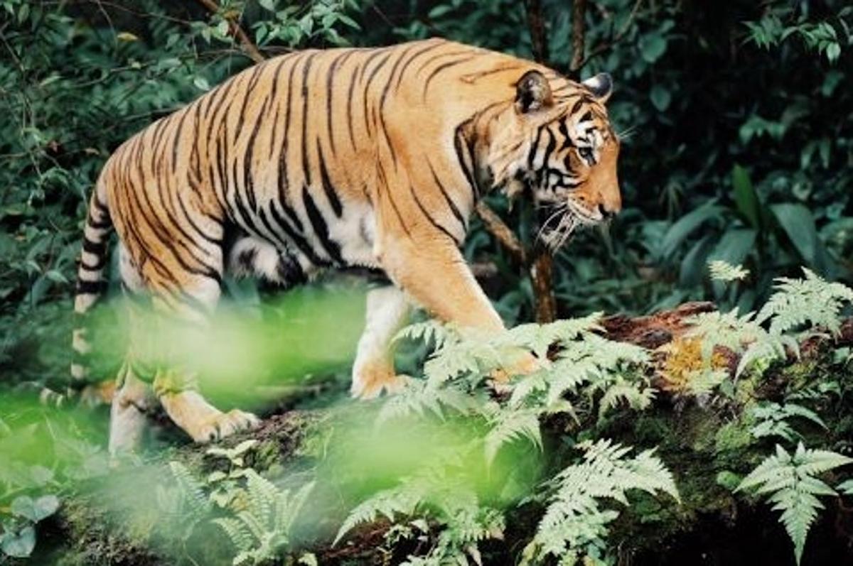 Beyond The Zoo: Your Guide To Exploring Singapore’s Mandai Wildlife Reserve Beyond The Zoo: Your Guide To Exploring Singapore’s Mandai Wildlife Reserve