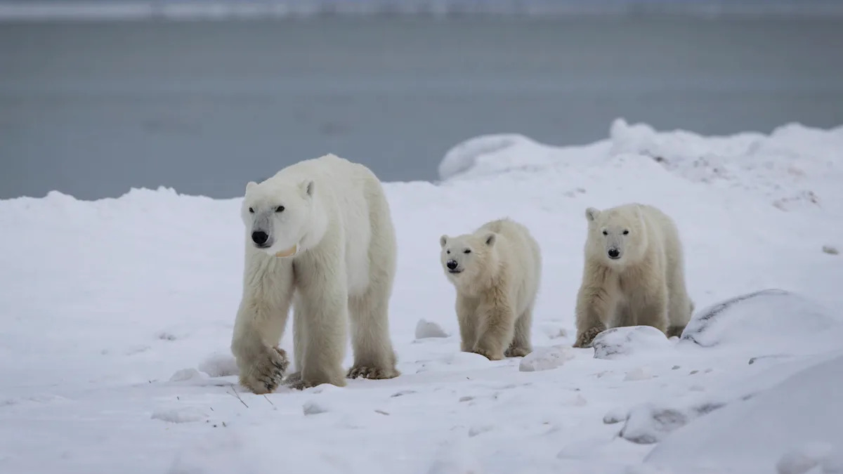 Rare polar bear adoption could save cub’s life Rare polar bear adoption could save cub’s life