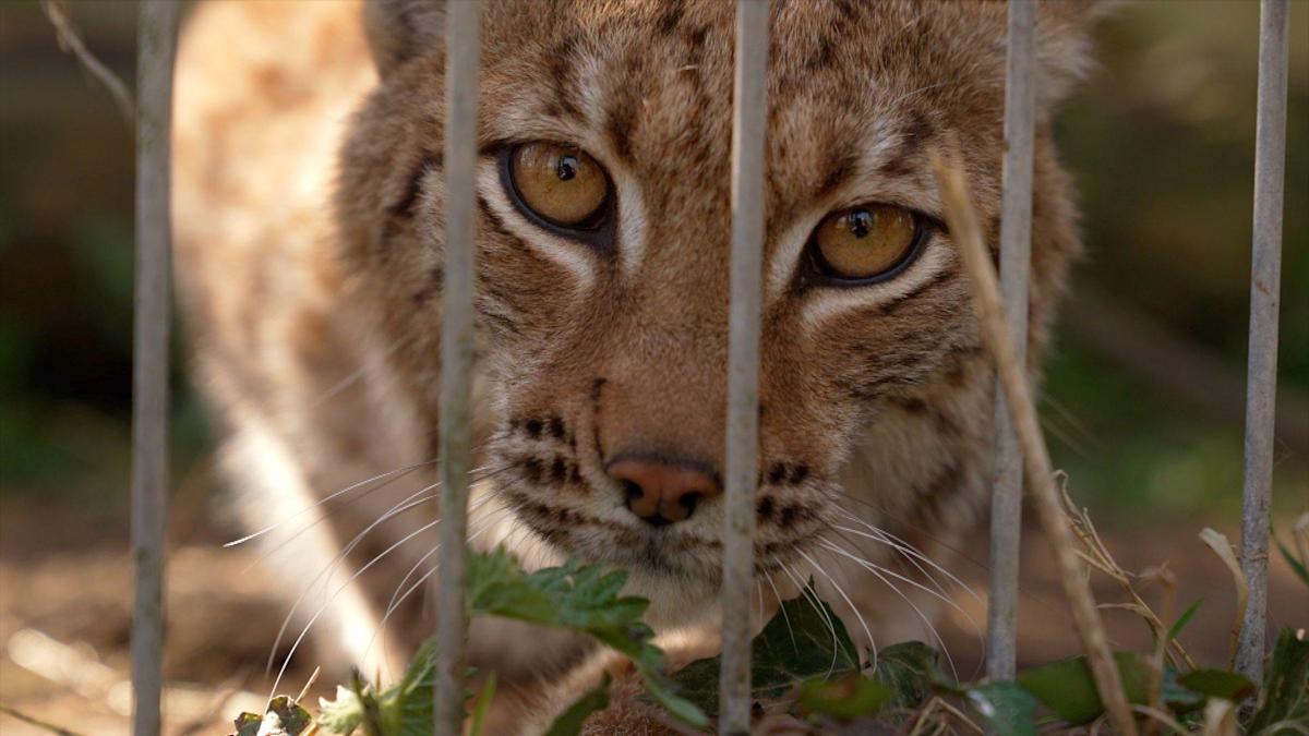 Lynx could be first UK zoo-born cat freed into the wild Lynx could be first UK zoo-born cat freed into the wild