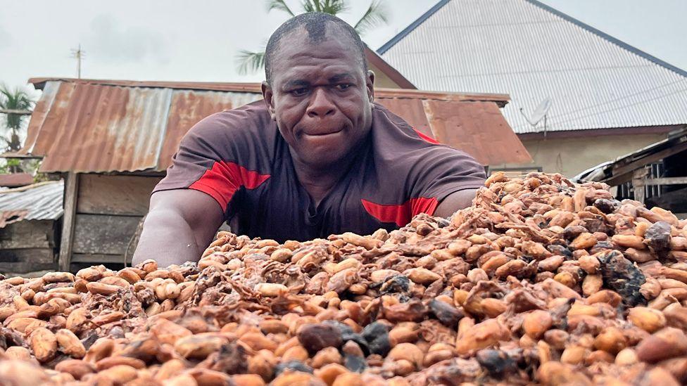 Bitter times for cocoa farmers as chocolate market slumps Bitter times for cocoa farmers as chocolate market slumps