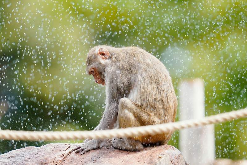 Group of escaped monkeys on the loose in western Germany Group of escaped monkeys on the loose in western Germany