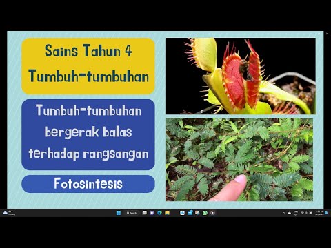 Tumbuhan Bisa Bergerak Sendiri Tanpa Sentuhan Tumbuhan Bisa Bergerak Sendiri Tanpa Sentuhan