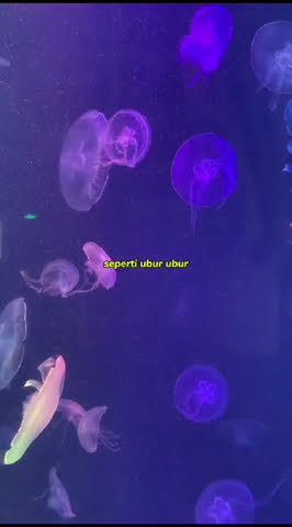 Kenapa Ada Hewan Yang Bisa Bercahaya Kenapa Ada Hewan Yang Bisa Bercahaya