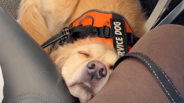 Golden Retriever Struggles to Stay Awake on Flight Golden Retriever Struggles to Stay Awake on Flight
