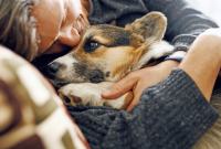 pet euthanasia at home gold coast pet euthanasia at home gold coast