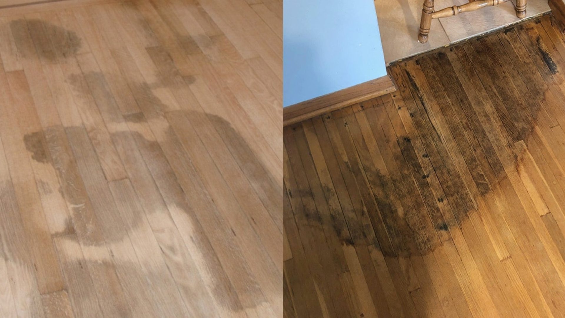 Why Statistics Don’t Show the Damage of Termites to Hardwood Floors: The Invisible Destroyer Why Statistics Don’t Show the Damage of Termites to Hardwood Floors: The Invisible Destroyer