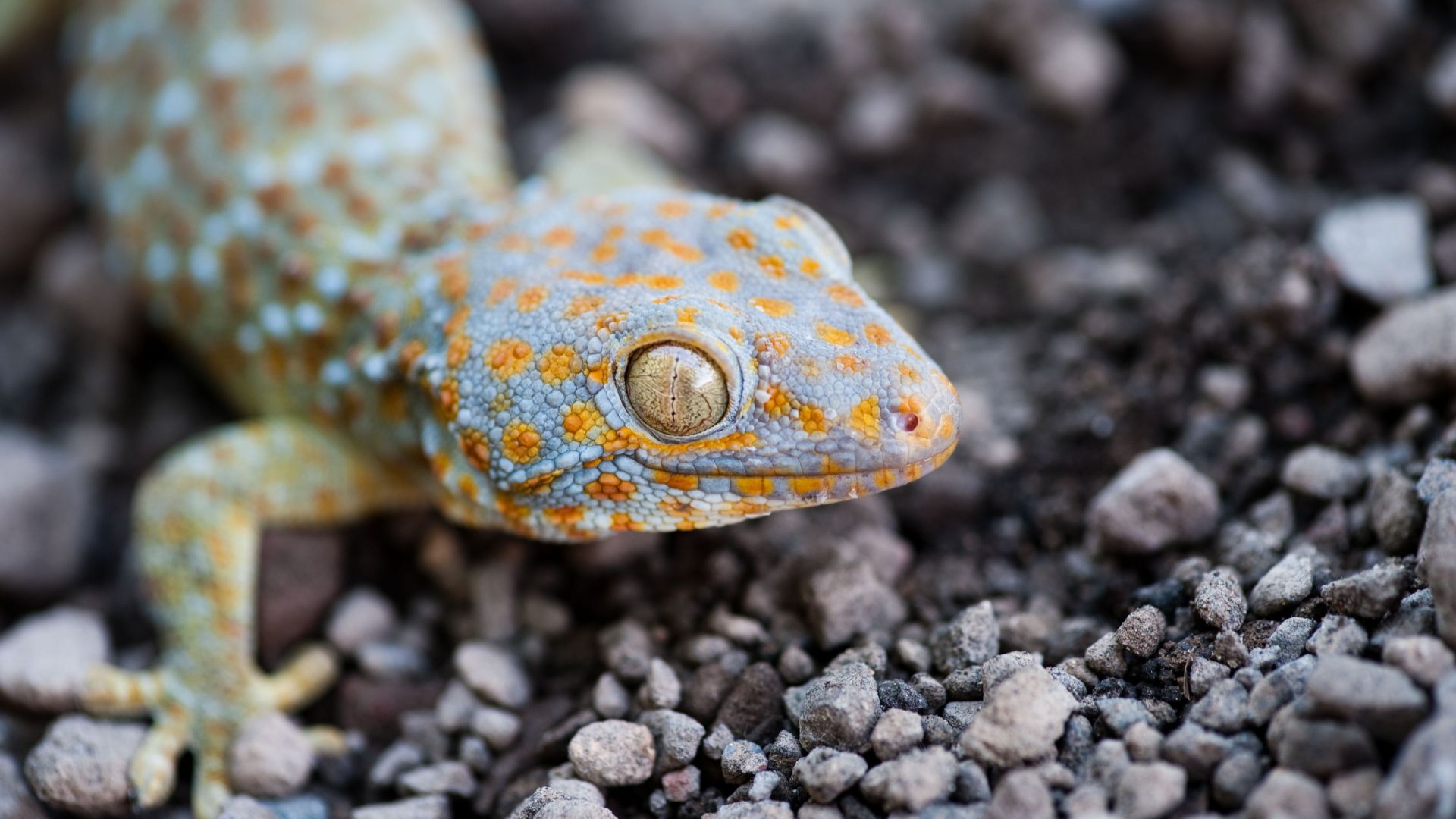 Tokay Geckos As Pets Tokay Geckos As Pets