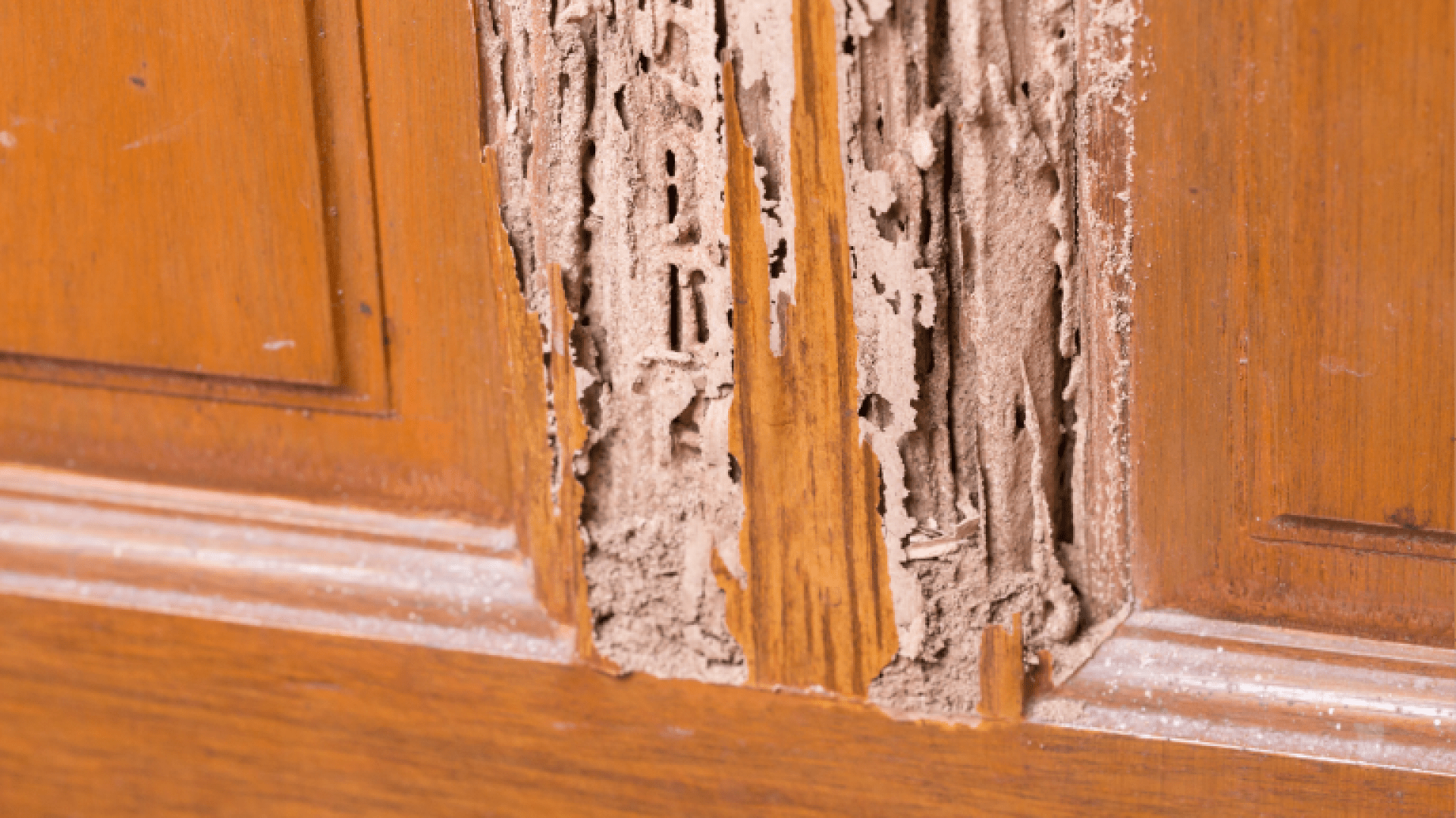 10 Guidelines About Termite Damage Hardwood Floors: What You Need to Know 10 Guidelines About Termite Damage Hardwood Floors: What You Need to Know