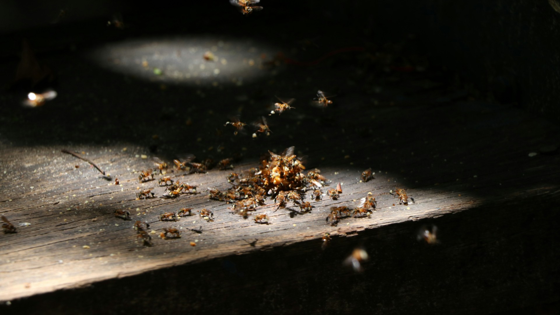 The Termite House Damage Diaries: Can Termite Damage Be Covered by Insurance? Here’s What You Need to Know The Termite House Damage Diaries: Can Termite Damage Be Covered by Insurance? Here’s What You Need to Know