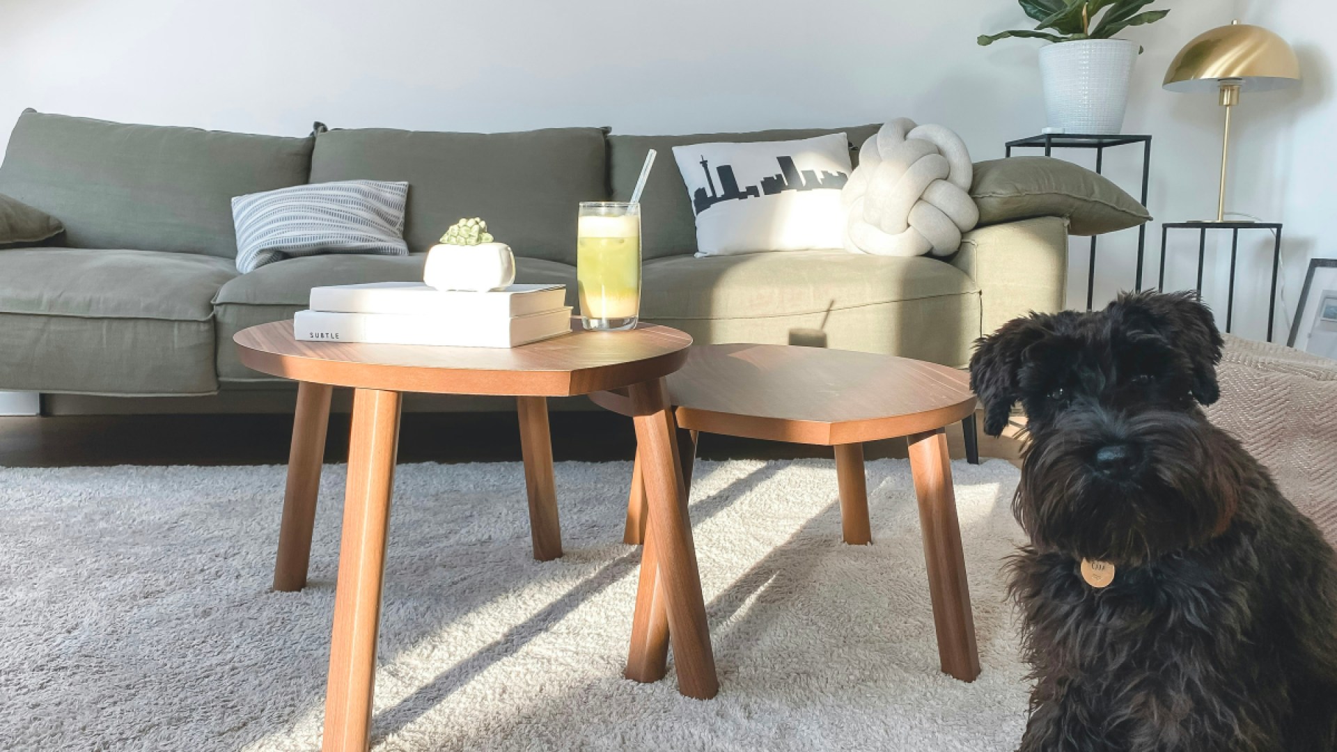 14 Purrfect Solutions for Repairing Pet Damage on Your Carpet 14 Purrfect Solutions for Repairing Pet Damage on Your Carpet