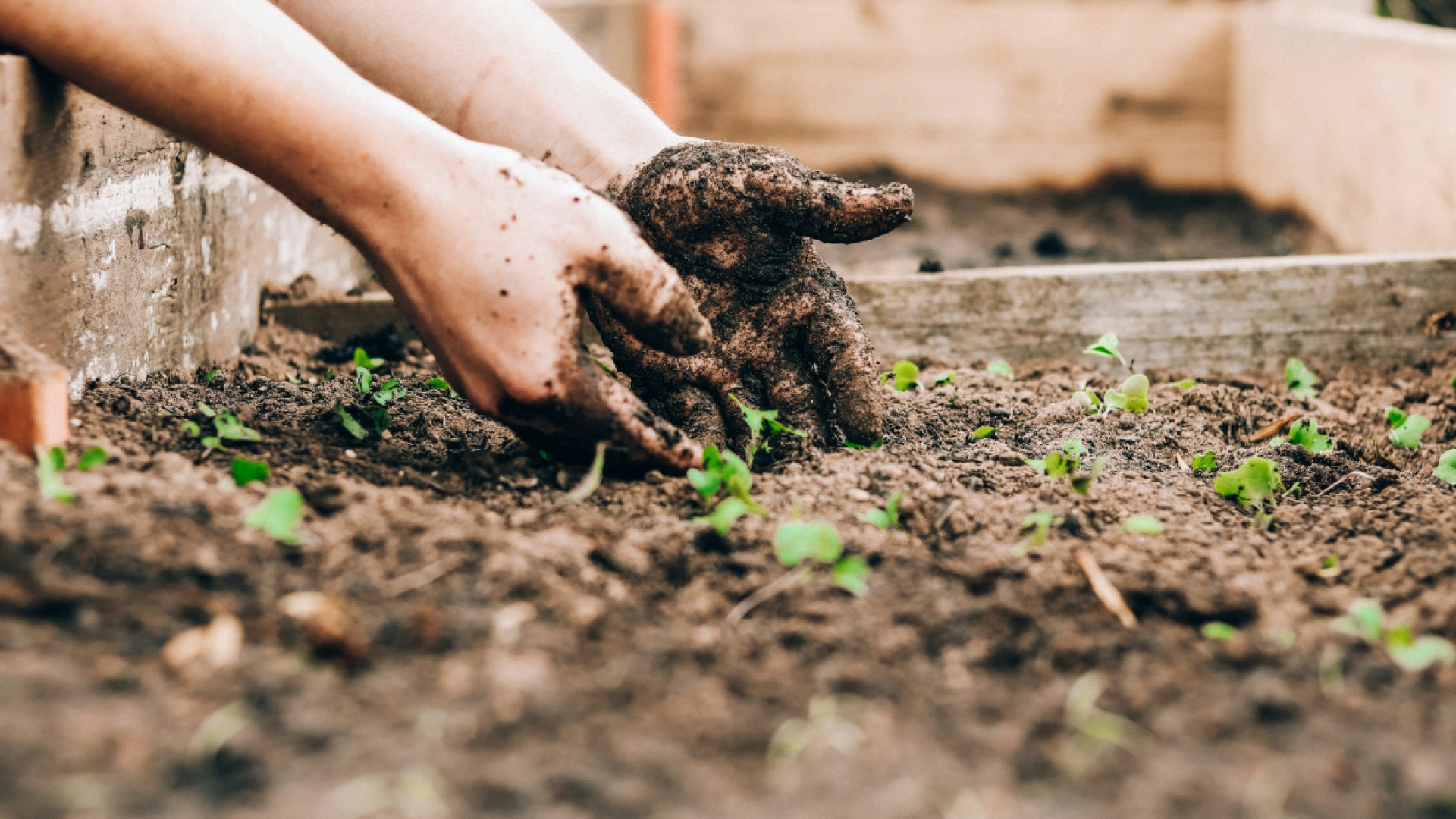 Creative Landscape Edging Ideas for Modern Garden Beds Creative Landscape Edging Ideas for Modern Garden Beds