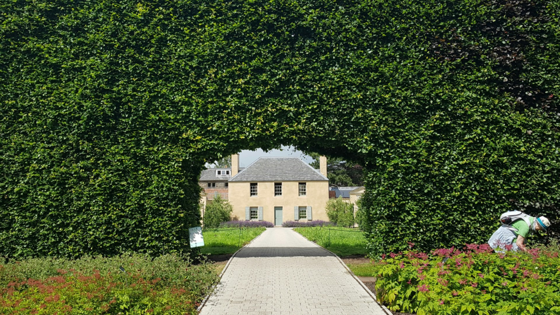 Want A Pleasant Privacy Hedge? Want A Pleasant Privacy Hedge?