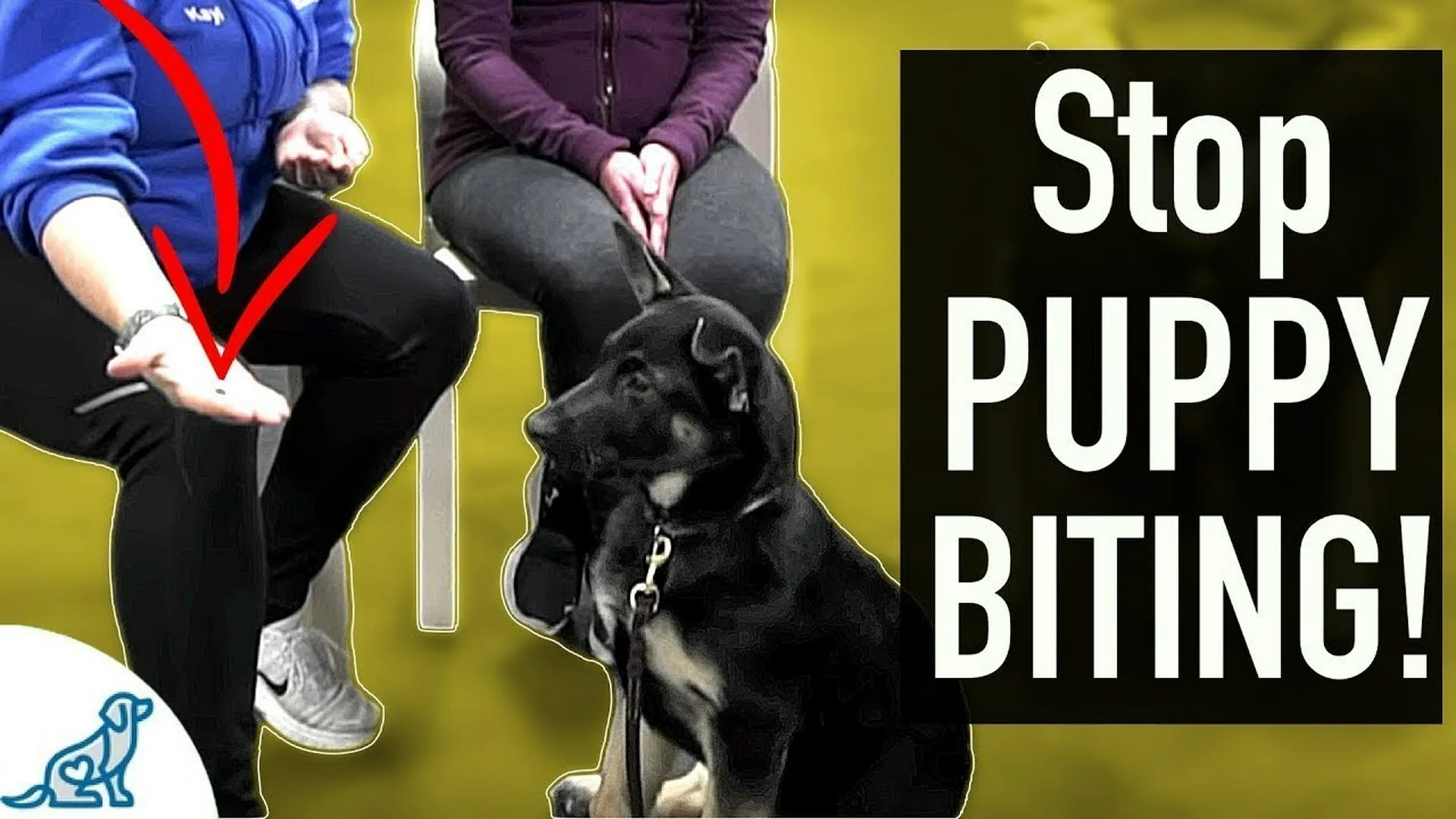 5 Steps to Take If Somebody Else Dog Bites You 5 Steps to Take If Somebody Else Dog Bites You