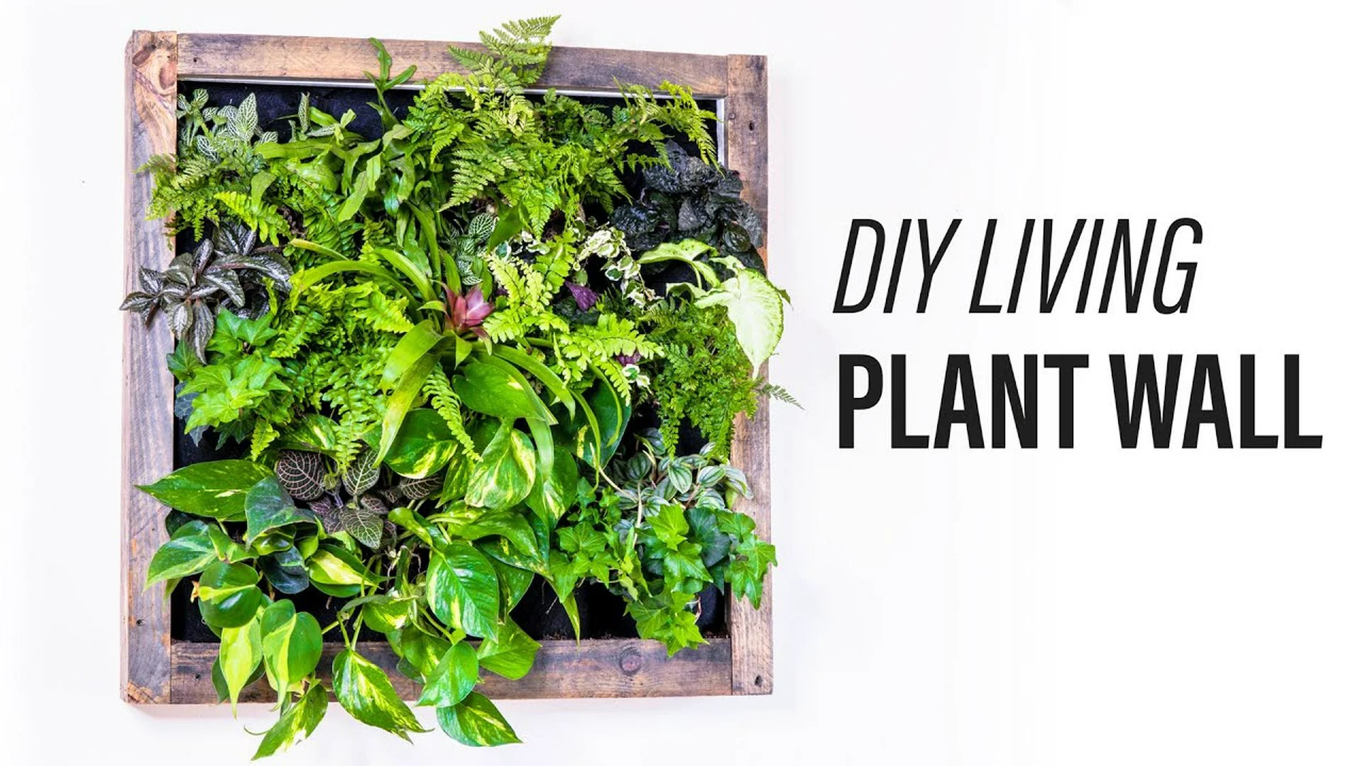 DIY Living Plant Wall Ideas: Creating Green Spaces in Your Home DIY Living Plant Wall Ideas: Creating Green Spaces in Your Home