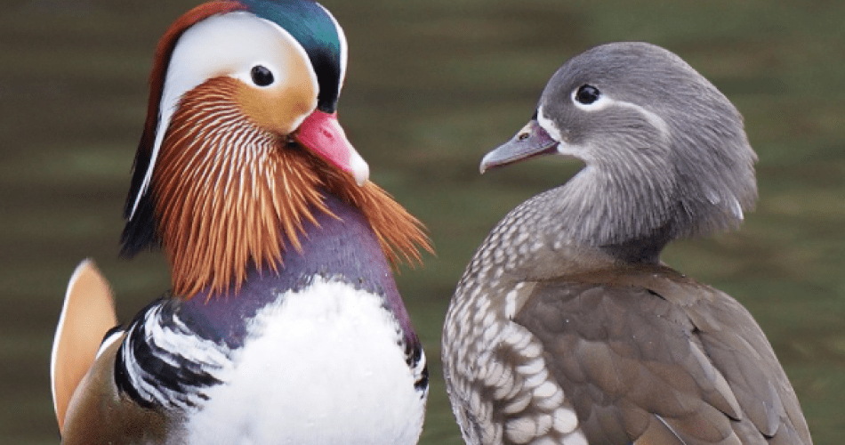 Discovering korean animal species – Birds Discovering korean animal species – Birds