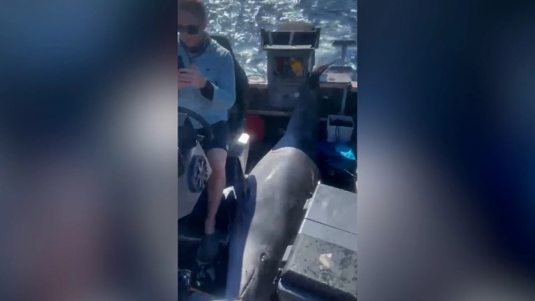 660-pound dolphin ‘Tohu’ crashes onto boat with 3 onboard: Video 660-pound dolphin ‘Tohu’ crashes onto boat with 3 onboard: Video