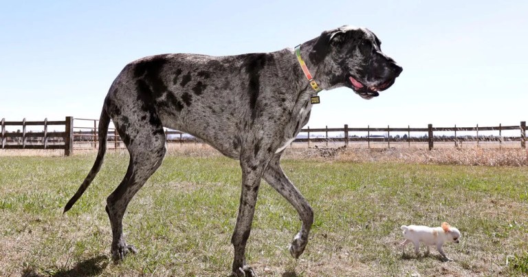 World’s tallest and smallest dogs meet up in Idaho Falls for a playdate World’s tallest and smallest dogs meet up in Idaho Falls for a playdate