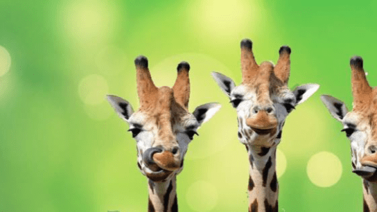 Emirates park zoo announces its recent membership to SEAZA as part of its on-going conservation efforts to protect animals around the world – PRWire Emirates park zoo announces its recent membership to SEAZA as part of its on-going conservation efforts to protect animals around the world – PRWire