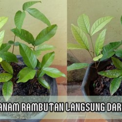 Cara Memasak Biji Rambutan Dari Limbah Jadi Hidangan Lezat Menggoda Cara Memasak Biji Rambutan Dari Limbah Jadi Hidangan Lezat Menggoda