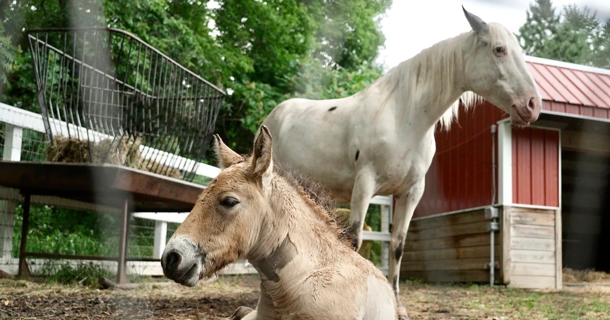 Rejected by his mother, rare wild Asian horse foal finds new mom in a grieving domestic mare – FameReddir