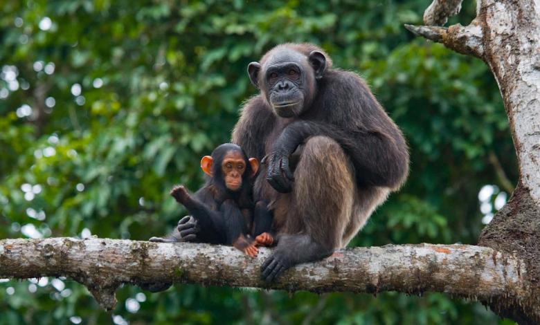 Researchers were shocked to find the reason for changes in mating behavior in chimpanzees: “It was rarely proven before” Researchers were shocked to find the reason for changes in mating behavior in chimpanzees: “It was rarely proven before”