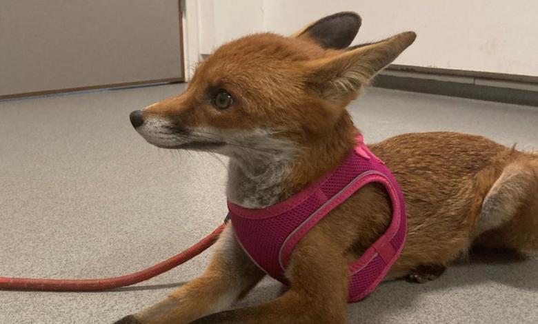 Rescued fox undergoes world’s first brain surgery Rescued fox undergoes world’s first brain surgery