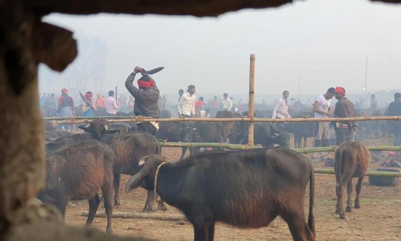 Rats, pigeons and buffalo slaughtered in world’s largest animal sacrifice Rats, pigeons and buffalo slaughtered in world’s largest animal sacrifice