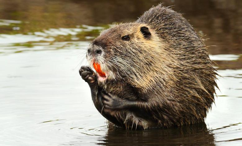 The federal government is begging people to eat this large number of harmful rodents The federal government is begging people to eat this large number of harmful rodents