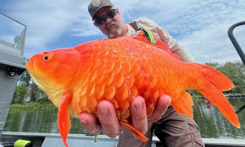 “Megalodon” goldfish found on Pennsylvania waterways – now officials are warning pet owners “Megalodon” goldfish found on Pennsylvania waterways – now officials are warning pet owners