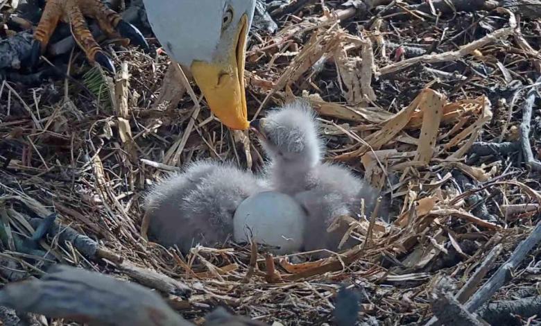 Beloved vulture couple welcomes 2 chicks while fans watch live birth Beloved vulture couple welcomes 2 chicks while fans watch live birth