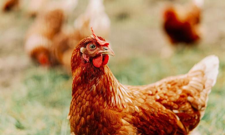 Thousands of birds were eliminated with suspicious bird flu Thousands of birds were eliminated with suspicious bird flu