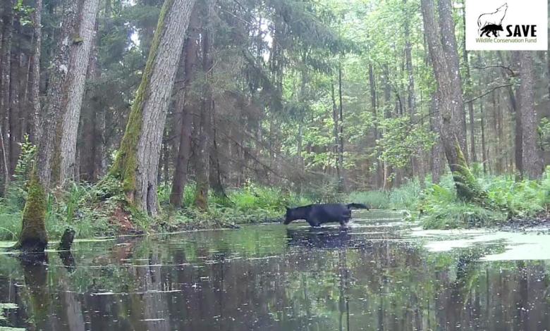 A pair of rare black wolf captured by wildlife researchers in Polish forests A pair of rare black wolf captured by wildlife researchers in Polish forests