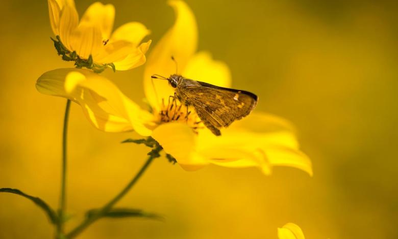 When is the first day of spring? Knowledge about the vernal equinox When is the first day of spring? Knowledge about the vernal equinox