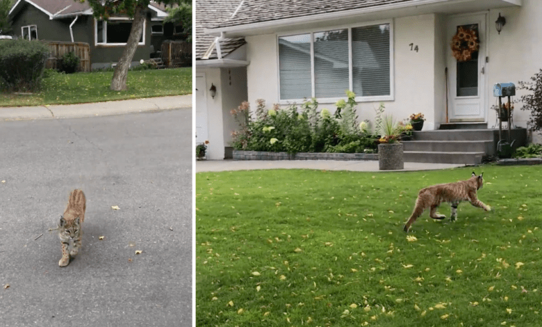 Bobcats should be “shy” and “elusive”. Wildcat sightings have doubled in Calgary Bobcats should be “shy” and “elusive”. Wildcat sightings have doubled in Calgary
