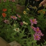 Inclusive gardening takes root in San Antonio with new project Inclusive gardening takes root in San Antonio with new project