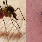 Why do mosquitoes choose you? Here are some answers Why do mosquitoes choose you? Here are some answers