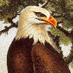 The Debate That American Conservationists Should Be Having The Debate That American Conservationists Should Be Having