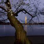 In need of some peace? Take a stroll — or scroll — through D.C.’s cherry blossoms In need of some peace? Take a stroll — or scroll — through D.C.’s cherry blossoms