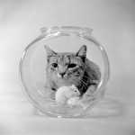 These scientists are building a cat database to understand why they act like that These scientists are building a cat database to understand why they act like that