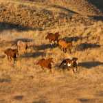 The unique genetic change that turned horses into athletic powerhouses The unique genetic change that turned horses into athletic powerhouses