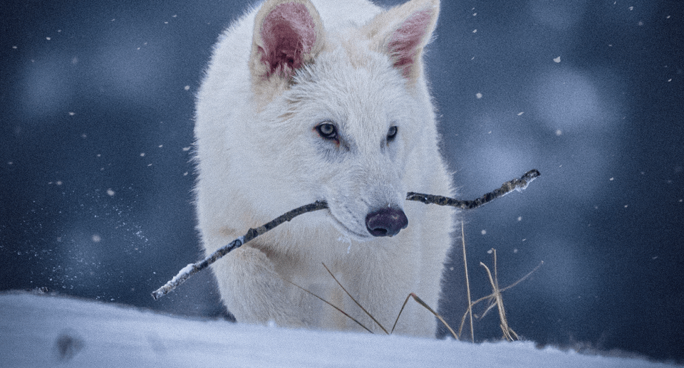 Does Colossal Biosciences’ dire wolf creation justify its B+ valuation? Does Colossal Biosciences’ dire wolf creation justify its B+ valuation?