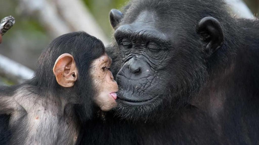 WHERE CAN I TREK CHIMPANZEES IN UGANDA WHERE CAN I TREK CHIMPANZEES IN UGANDA