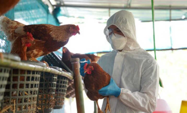Bird Flu Response: Biden Admin Allocates 6 Million In Its Final Days Bird Flu Response: Biden Admin Allocates 6 Million In Its Final Days