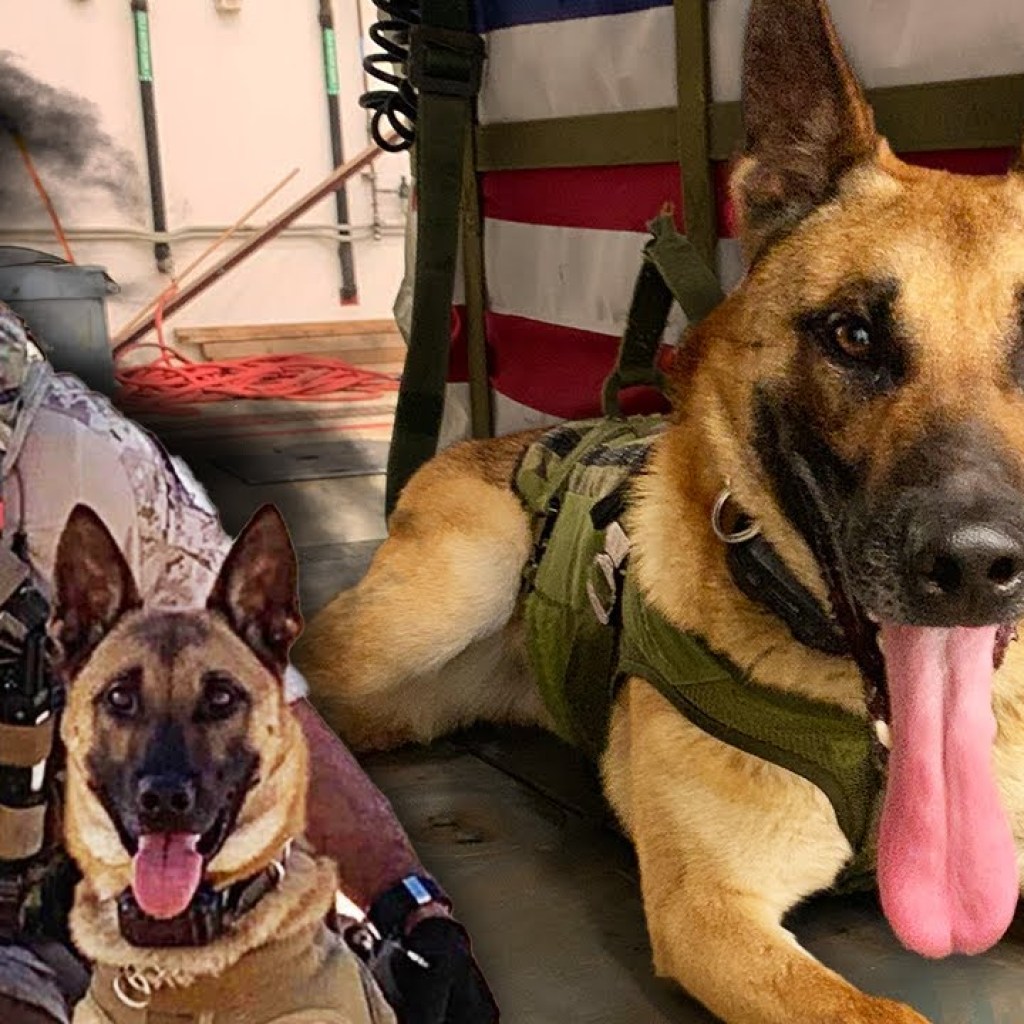 Navy SEAL K9 Assignment – Meeting Mickey with Chris Cappa | Mike Drop Clips – Ep. #173 Navy SEAL K9 Assignment – Meeting Mickey with Chris Cappa | Mike Drop Clips – Ep. #173