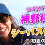 【あずあずシーバス修行】初夏の熊本河川で遂に『記録更新』!? 【あずあずシーバス修行】初夏の熊本河川で遂に『記録更新』!?