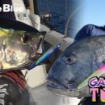 次世代のポッパー登場!ガチポップ トゥリーパのスイム映像&解説 次世代のポッパー登場!ガチポップ トゥリーパのスイム映像&解説