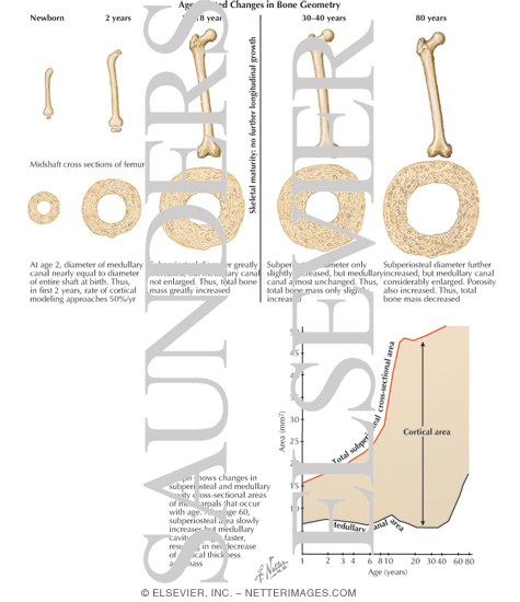 Age-Related Changes In Bone Microarchitecture Age-Related Changes In Bone Microarchitecture