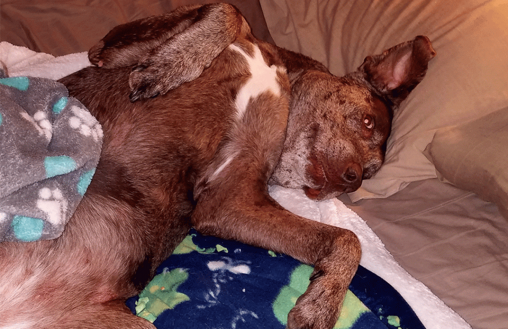 Bone Health And Complementary Therapies: A Comprehensive Overview Bone Health And Complementary Therapies: A Comprehensive Overview